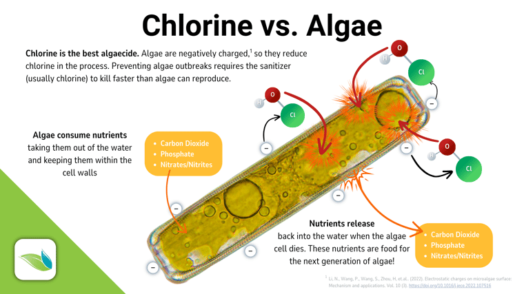Illustration of HOCl chlorine killing an algae cell. HOCl breaks through the cell wall, oxidizing the inside of the cell, killing it. Orenda