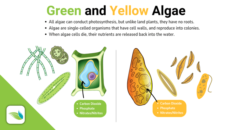 green algae, yellow algae, types of algae, swimming pool algae, are algae plants, orenda pool chemistry education