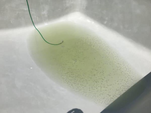 pool turned green after adding chlorine