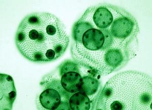 células de algas, esporas de algas