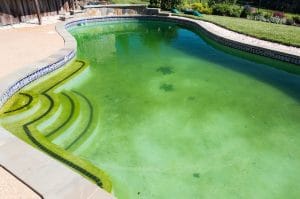 algae, but no phosphates, green pool, pool algae, green algae