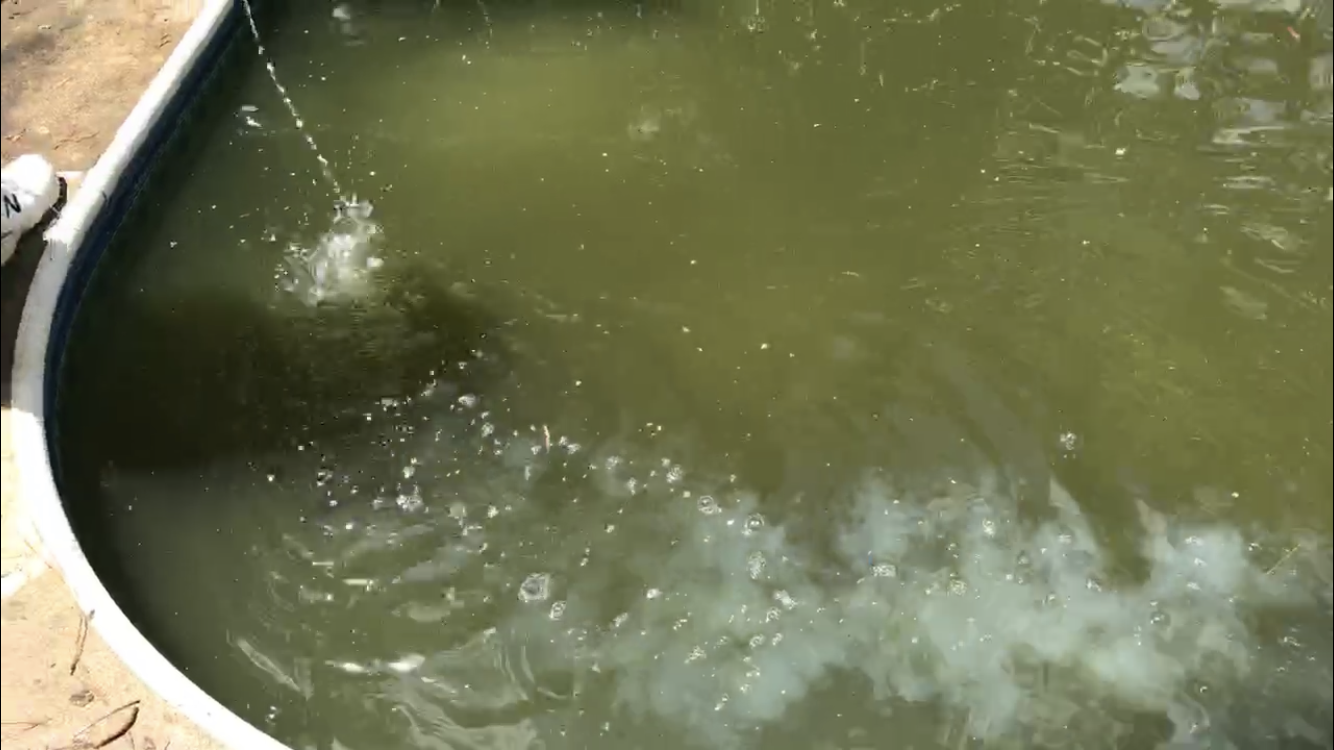 Green Pool Yet No Phosphates