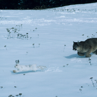 chasing rabbit, chase pH, how to control pH in a pool