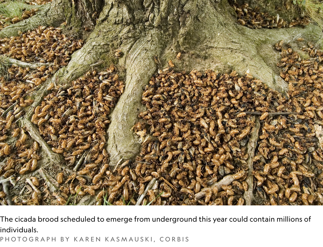 cicada carcasses, dead cicadas, national geographic