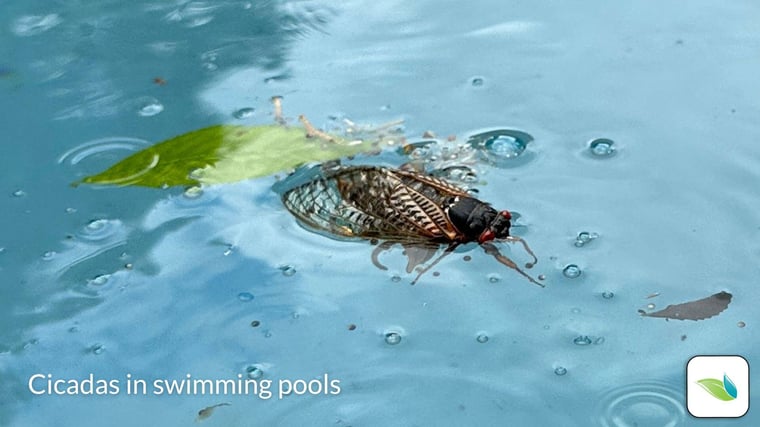 a cicada in a swimming pool, cicadas in pools