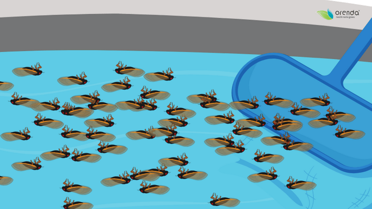cicadas in swimming pools-4