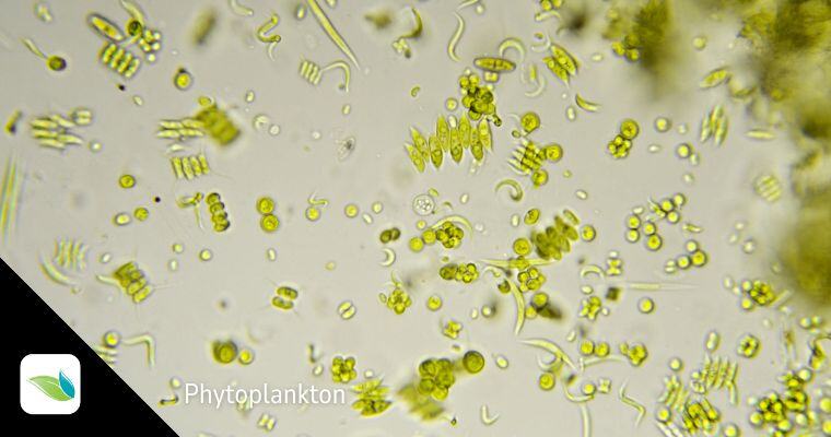 Phytoplankton algae in ocean, Sahara dust feeds algae, phosphate sahara dust feeds phytoplankton