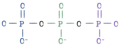polyphosphate molecule structure, a chain of at least two PO4 units