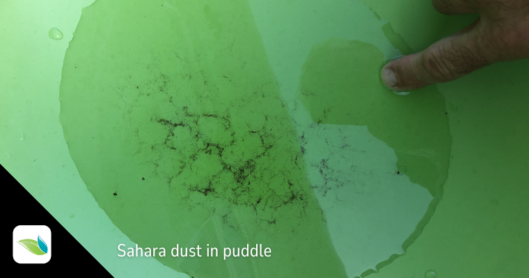 Saharan dust in puddle of water in Grenada, trans-atlantic sahara dust, sahara dust in swimming pool, Orenda pool