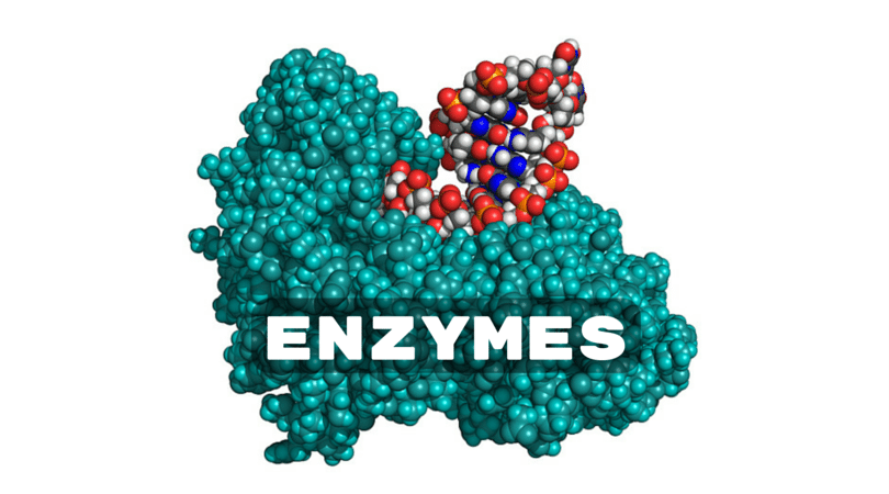 ENZYMES.png
