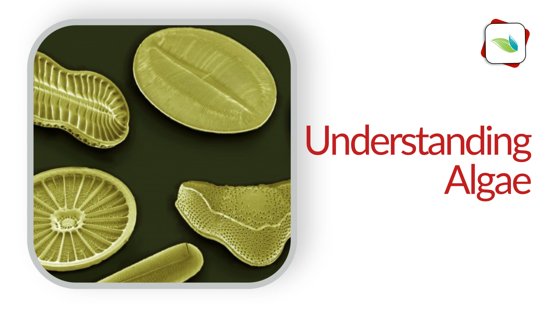 Understanding Algae