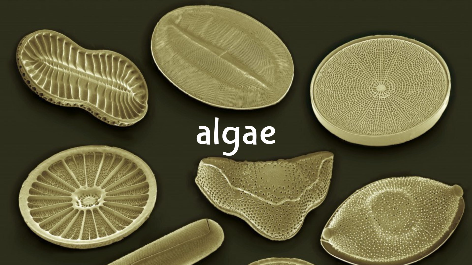 algae, types of algae in pools, how to prevent algae, how to remove algae, orenda algae